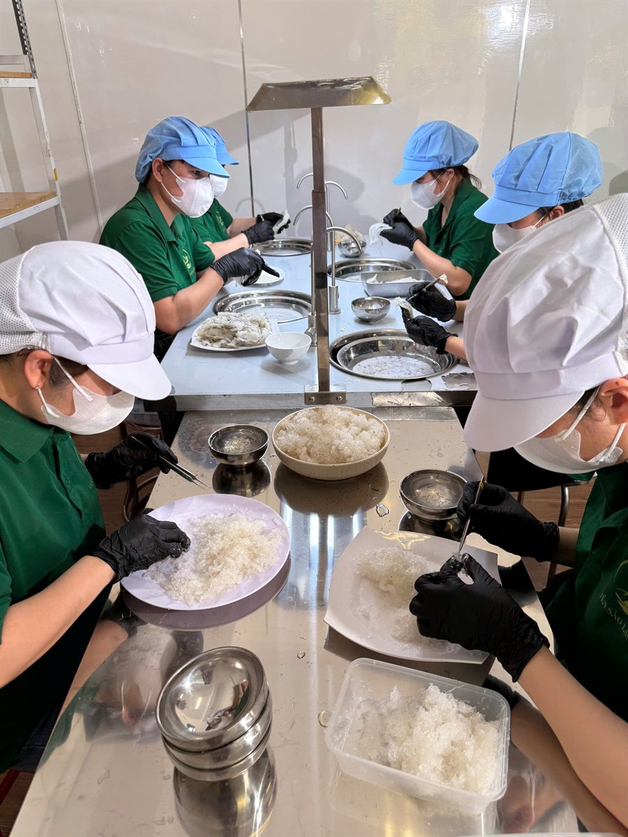 Thợ nhặt yến dùng nhíp gắp từng sợi lông ra khỏi tổ yến