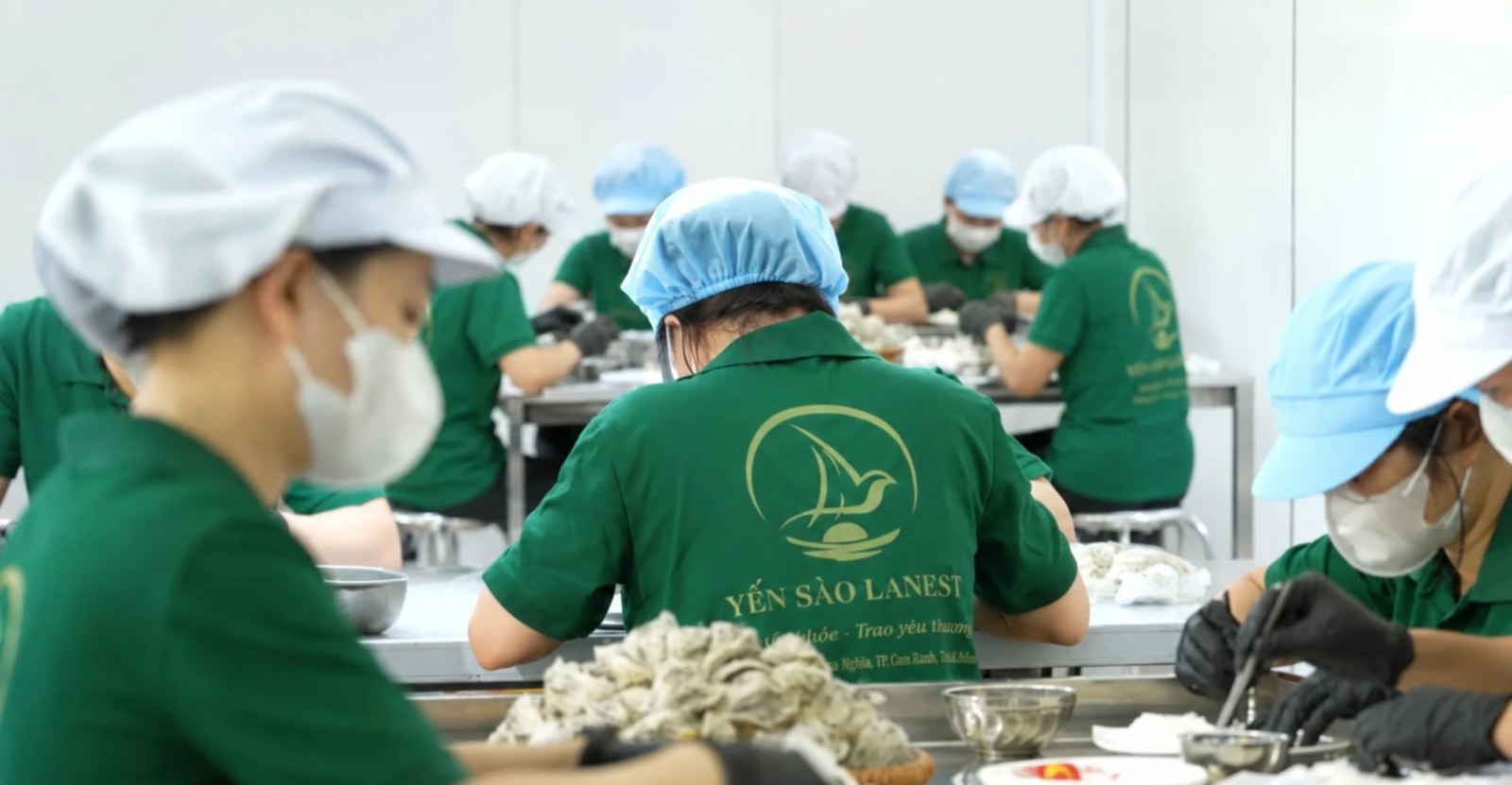 Tổ thợ nhặt yến Lanest làm việc trong phòng sơ chế tại Cam Ranh